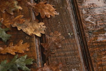 Autumn oak leaves on a wet wooden table
