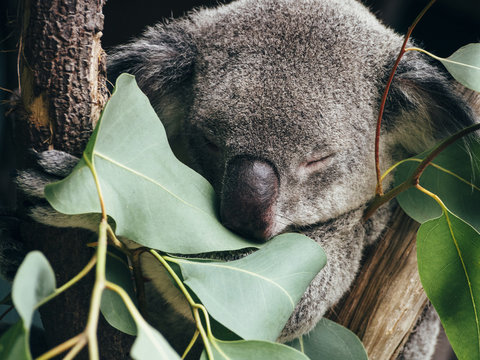 sleepy koala on a eucalyptus tree