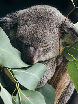 sleepy koala on a eucalyptus tree