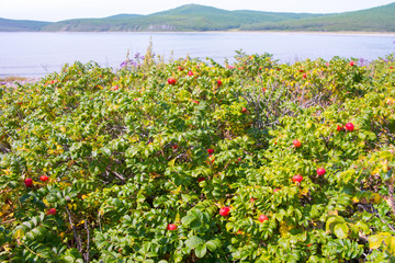 Rosehip Japanese