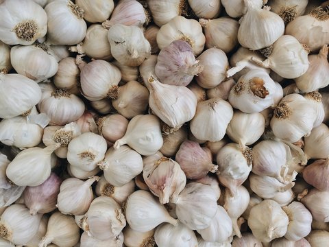 Garlic