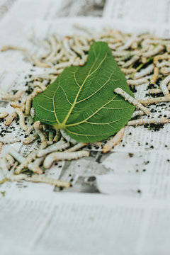 Silk worms