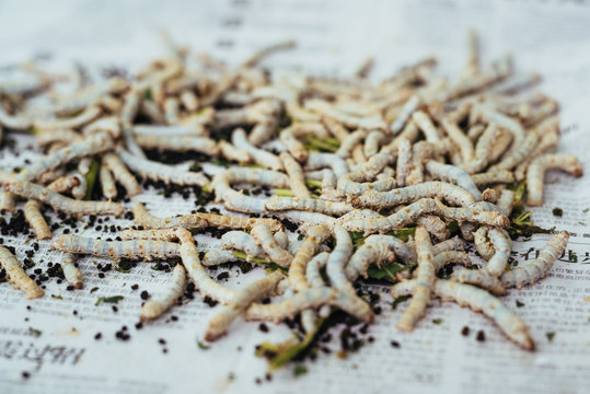 Silk worms