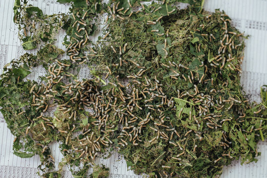 Silk worms