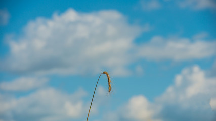 wheat spike on blue sky background.