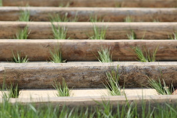 Wood pallet with grass