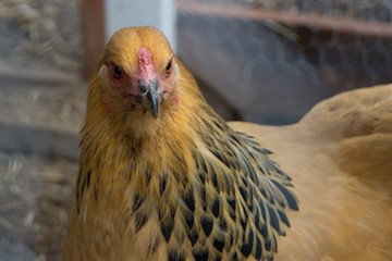 Chicken poses for camera