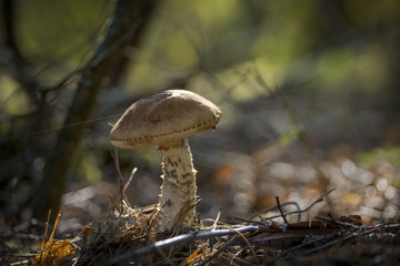 Fototapeta premium Bolete mushrooms, edible boletus