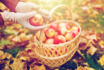 woman with basket of apples at autumn garden