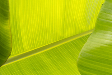 banana leaf texture closeup - botanic background of exotic plant	