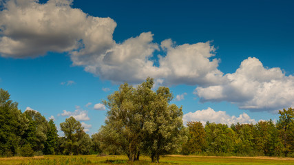 Fototapeta na wymiar plain, forest, clouds landscape in the countryside.