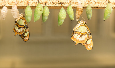catterpillar changing from cocoon into a butterfly