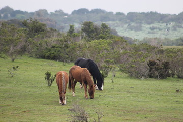 Obraz premium CABALLO EN EL CERRO4
