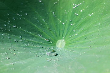close up of water drop on green lotus leaf