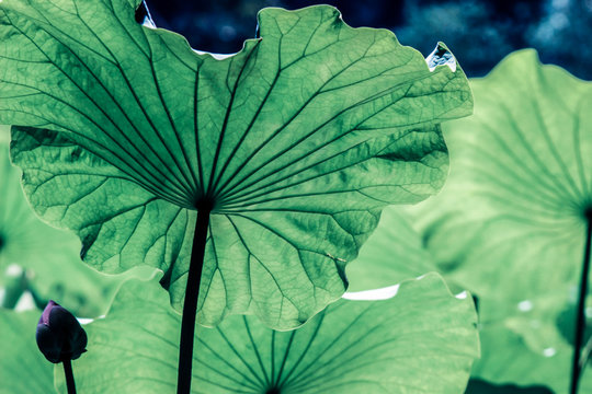 leaf veins on big green lotus plant leaves 