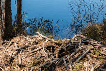 Collapsed beaver lodge by a forest lake