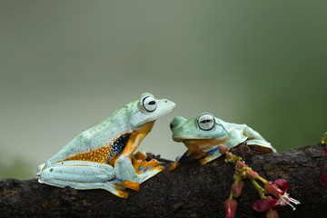 Naklejka premium Tree frog, flying frog, Indonesia