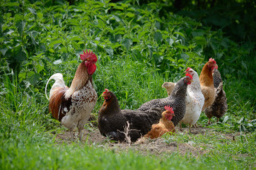 rooster and hens on sunny day outdoors