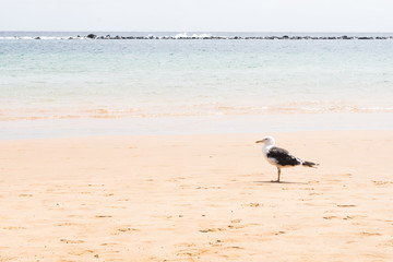 a seagull standing on las Teresitas beach, Tenerife
