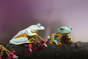 Obraz premium Tree frog, flying frog, Indonesia