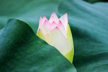 close up of  blooming lotus flower bud with green leaves