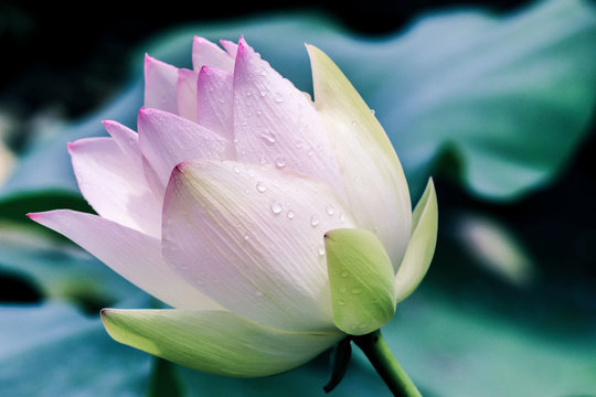 blooming lotus flower bud with green leaves
