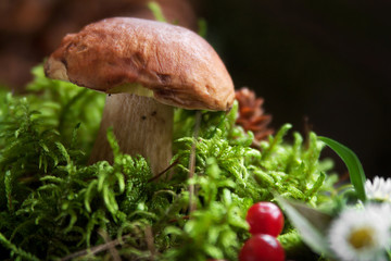 Boletus in moss. Forest mushroom. Close-up.