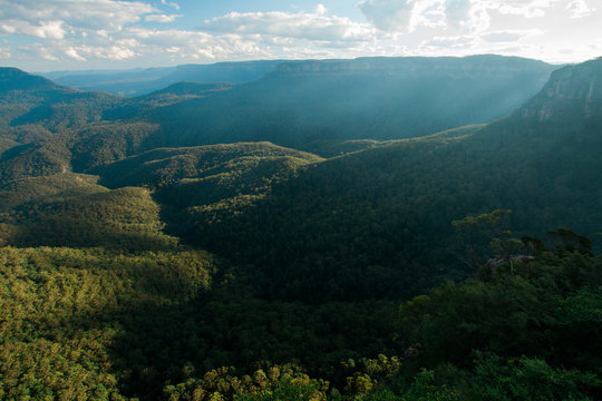 Eucalyptus Forest In Valley At Blue Mountains National Park, Australia