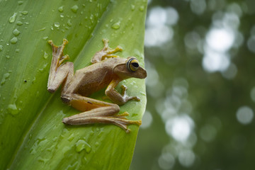 Tree frog on leaf after rain