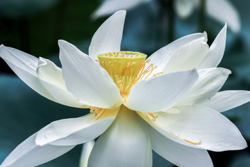close up of blooming white lotus flower at summer	