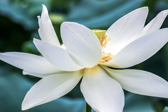 close up of blooming white lotus flower 