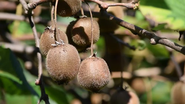 Actinidia Kiwi Kiwifruit Kivi hedelm&auml; Kiwivrug 獼猴桃 Kiivi video owoc פרי Chinese Киви bitki gooseberry  Quả dương đ&agrave;o キウイフルーツ фрукт Kiwifrucht קיווי