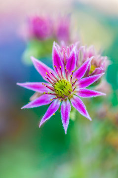 pink echeveria blossom