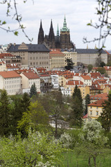 Spring Prague City with gothic Castle and the green Nature and flowering Trees, Czech Republic