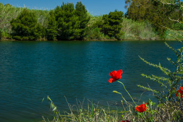 Obraz premium Papavero al fiume, beach Osala, Orosei, Sardinia, Italy