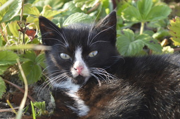 Naklejka na ściany i meble Young black cat with white mink and white socks