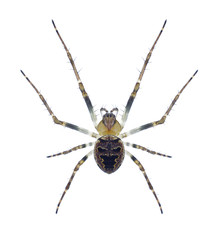 Spider Zilla diodia on a white background