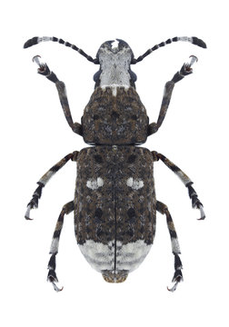 Beetle Platystomos albinus on a white background
