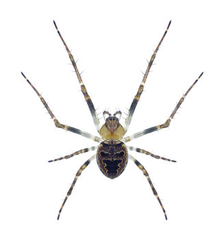 Spider Zilla diodia on a white background
