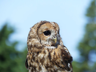 Owl