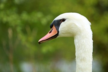 Head of mute swan with green background
