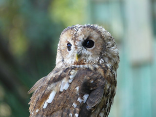 Owl