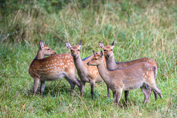 Four female Sika deer in a forest in Denmark, Europe
