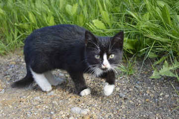 Young black cat with white mink and white socks
