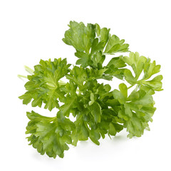 fresh parsley herb  leaves isolated on white background cutout