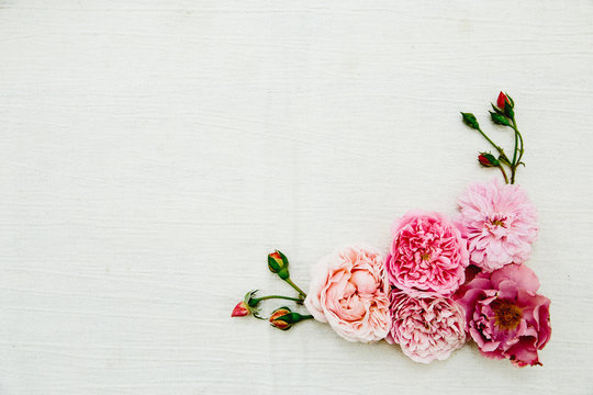 Rose Background