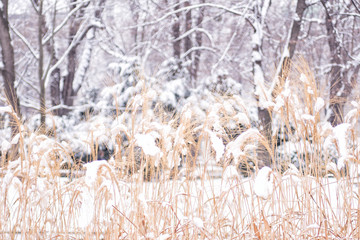 Winter plants background with snow