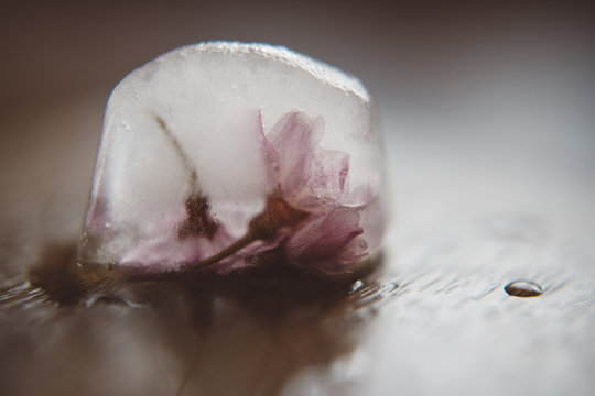 Sakura in Ice