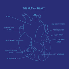 Part of the human heart. Anatomy