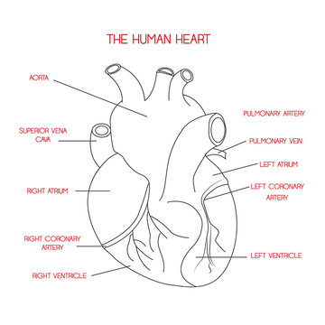 Part of the human heart. Anatomy